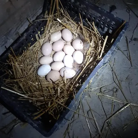 Casa Ilaria Lägenhet Diano Marina